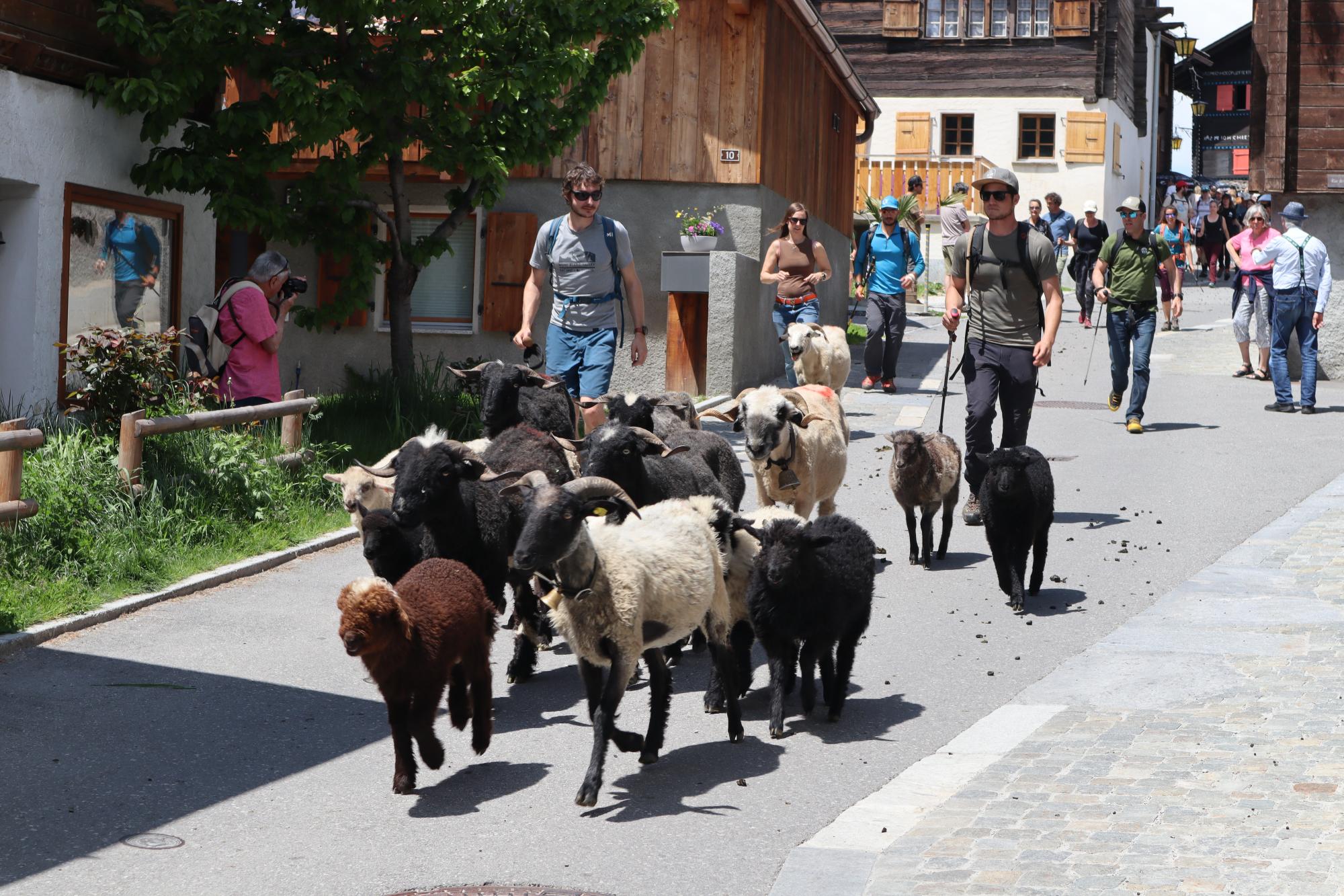 Transhumance-2023