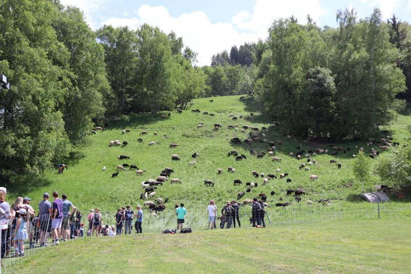 Transhumance-2023