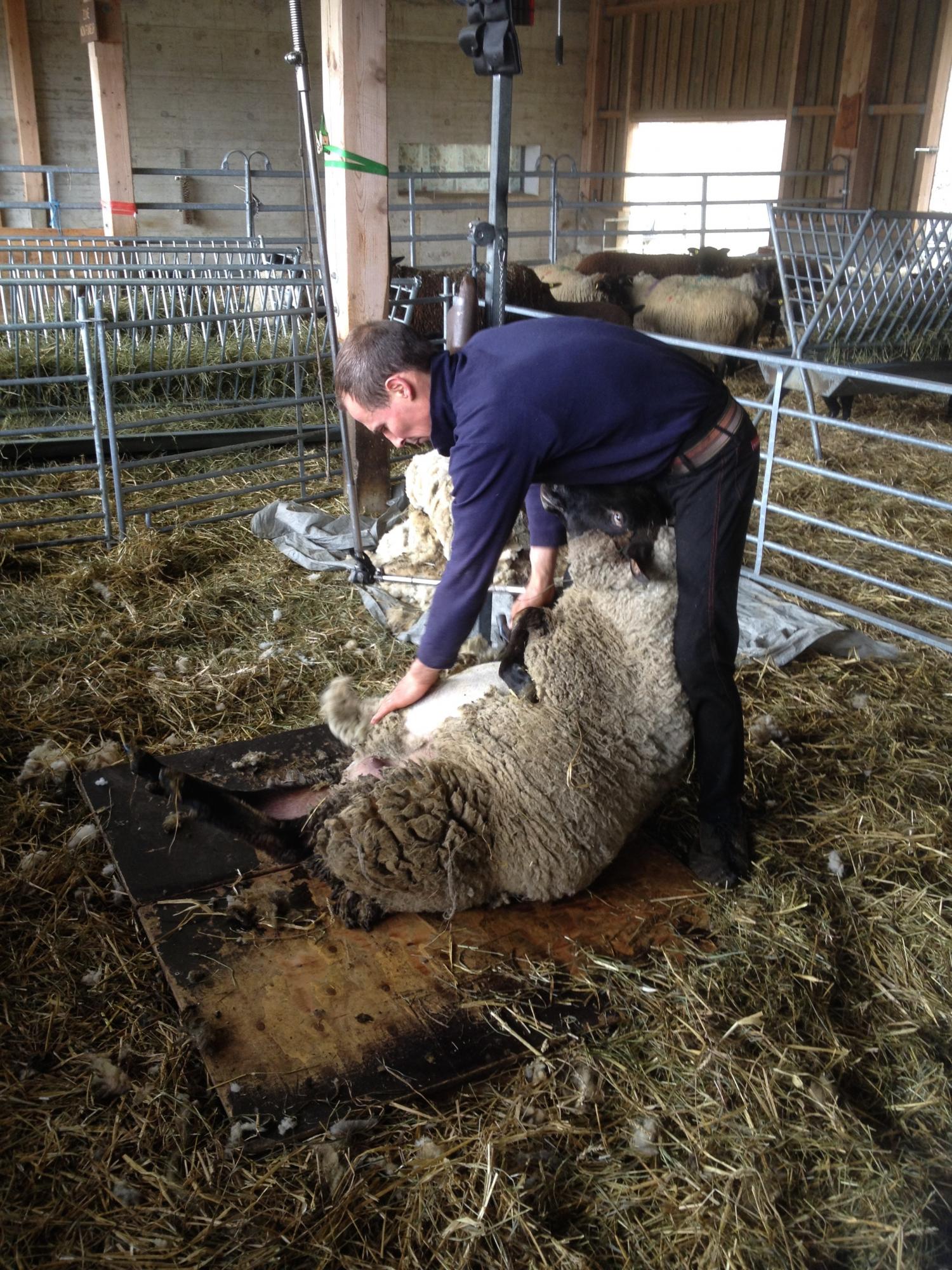 Evenement_Tonte_Arche des Crétillons_06.04.2024