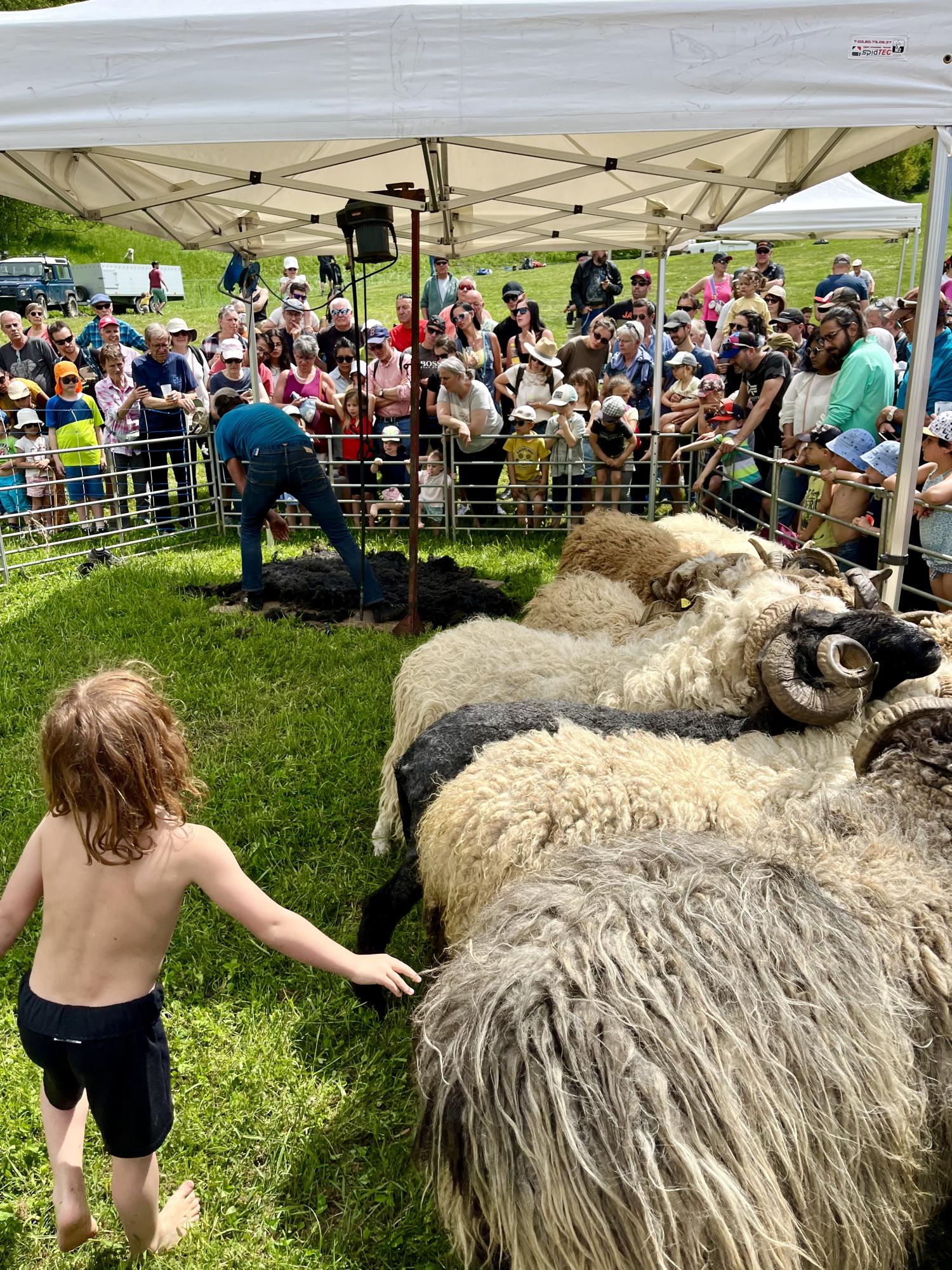 Transhumance_2023