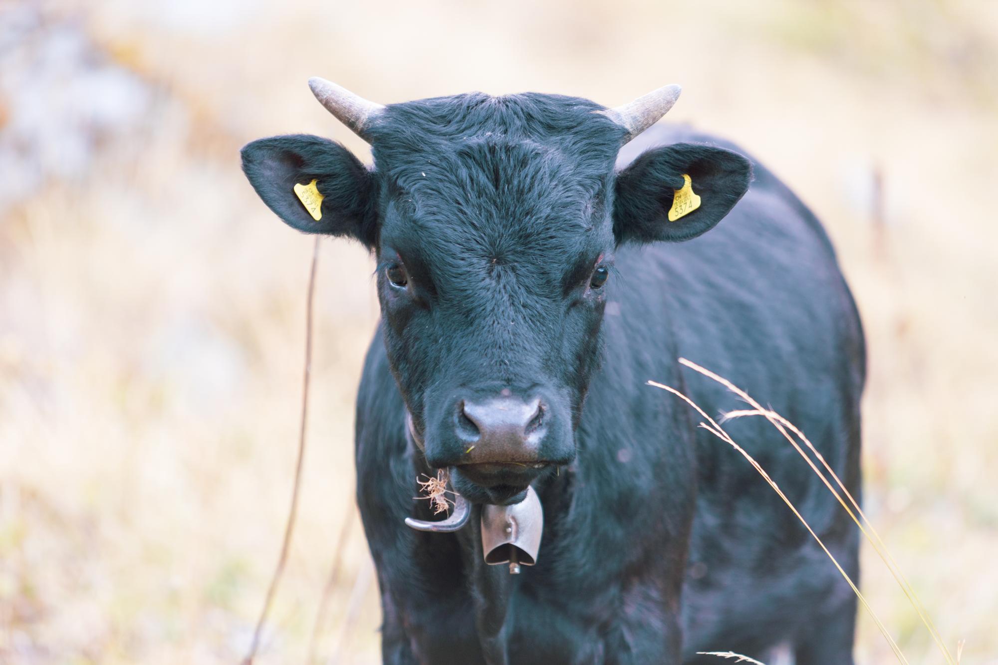 Vache d'Hérens