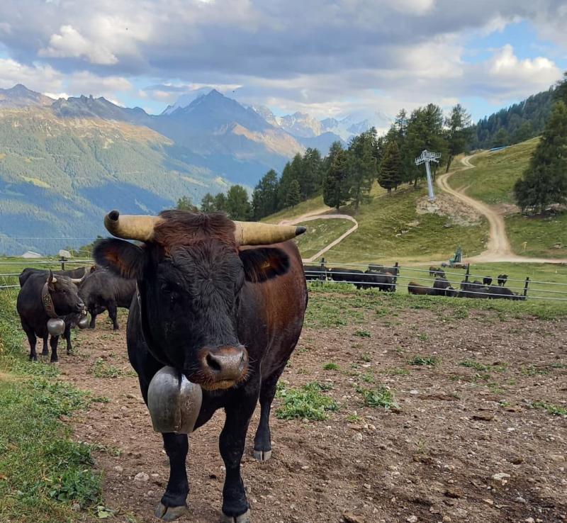 Inalpe_2024