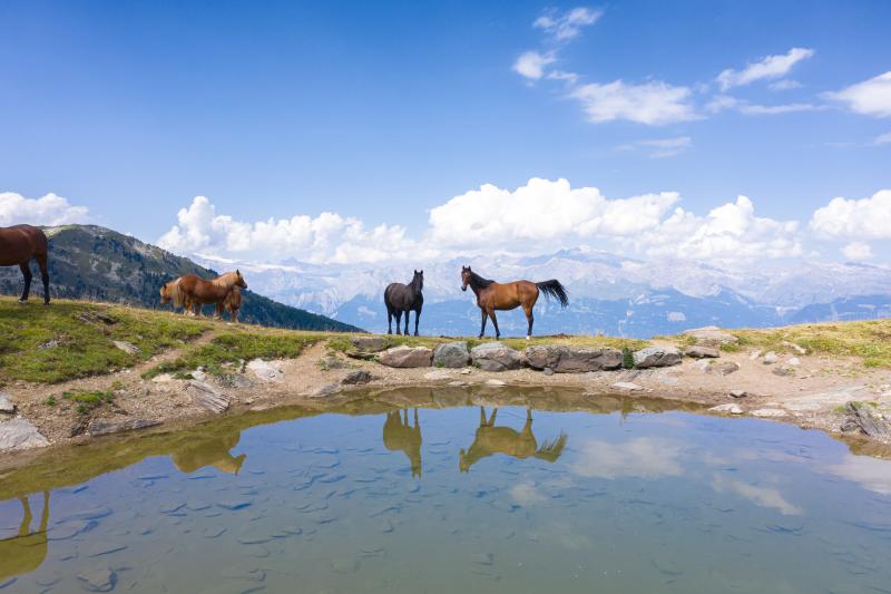 Vallon de Réchy_été 2024
