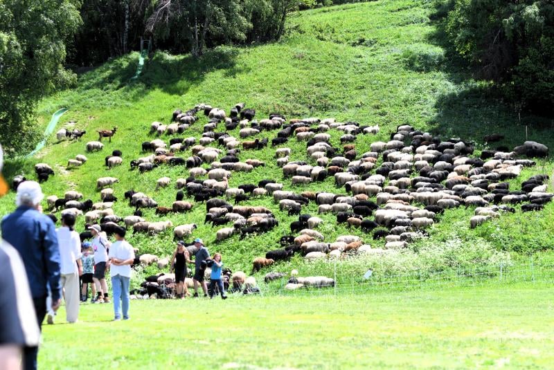 Transhumance 2025