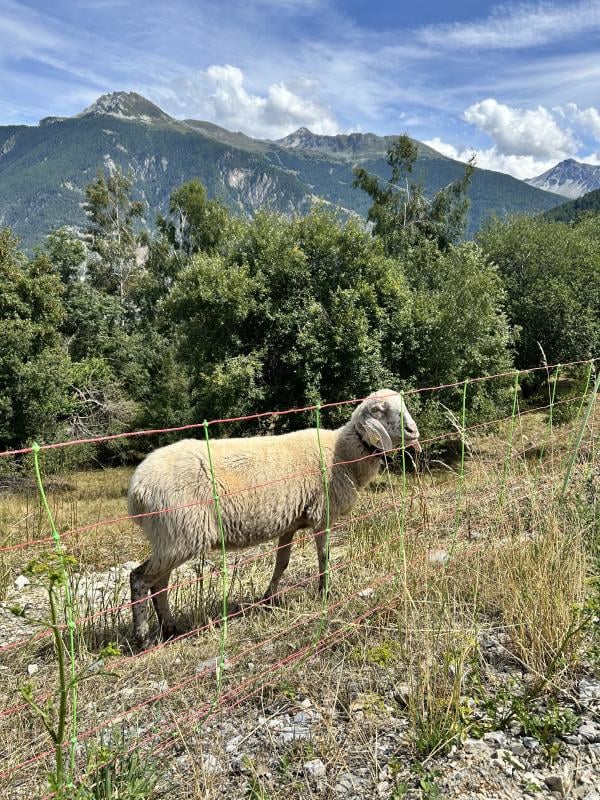 Moutons au fil des saisons