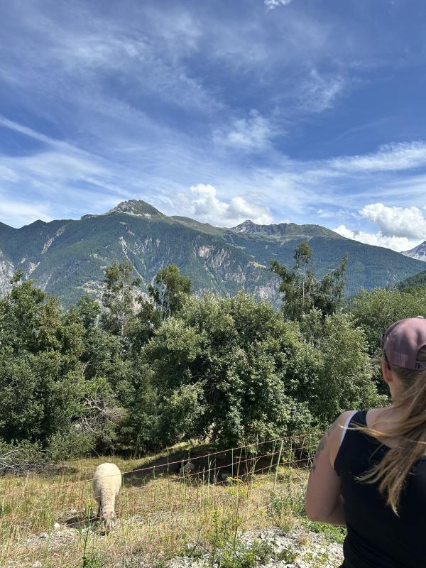 Moutons au fil des saisons