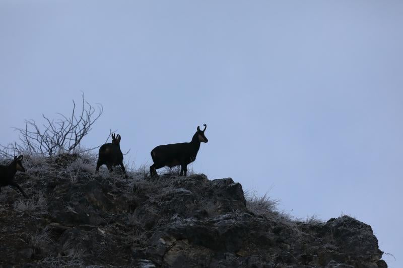 Chamois