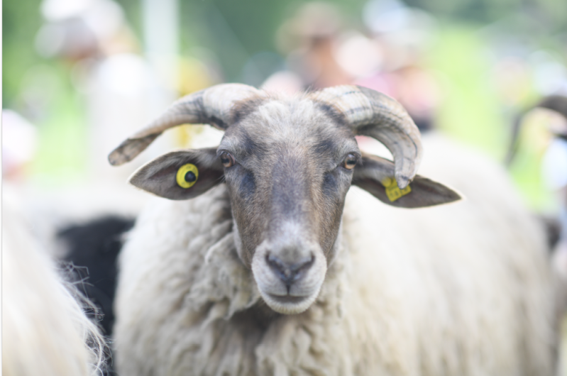 Mouton