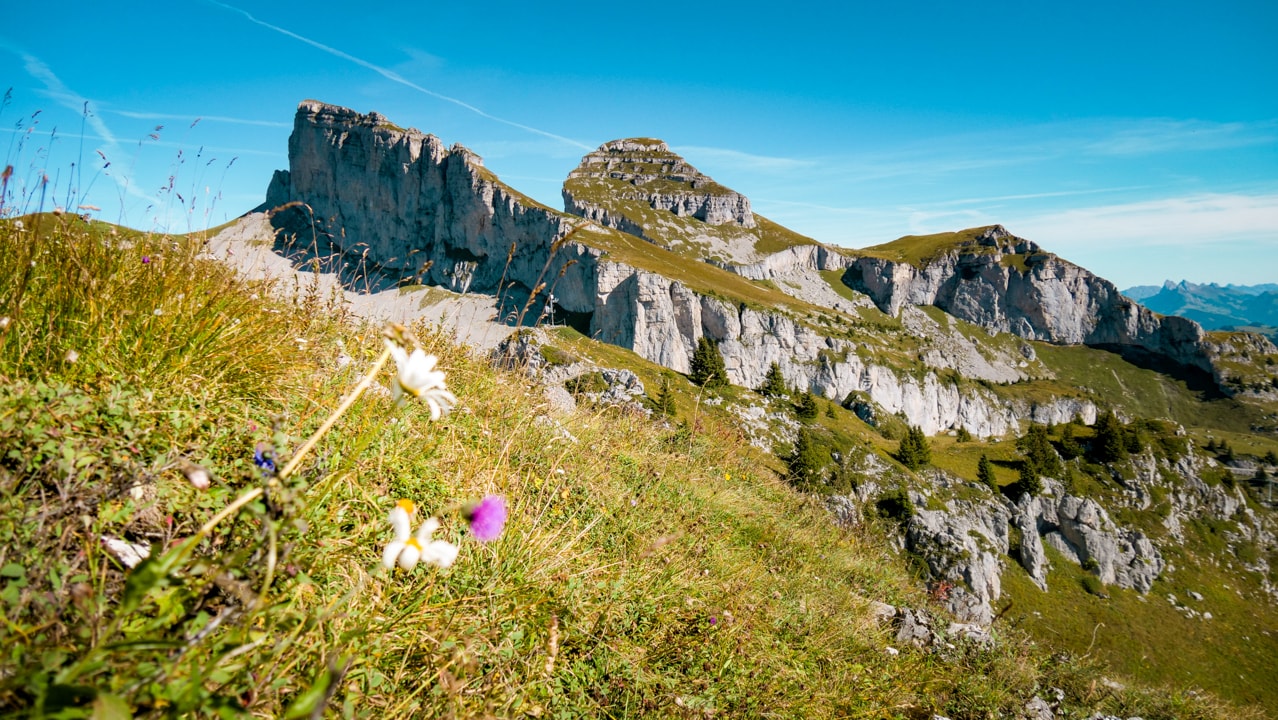 Flower trail to the Berneuse