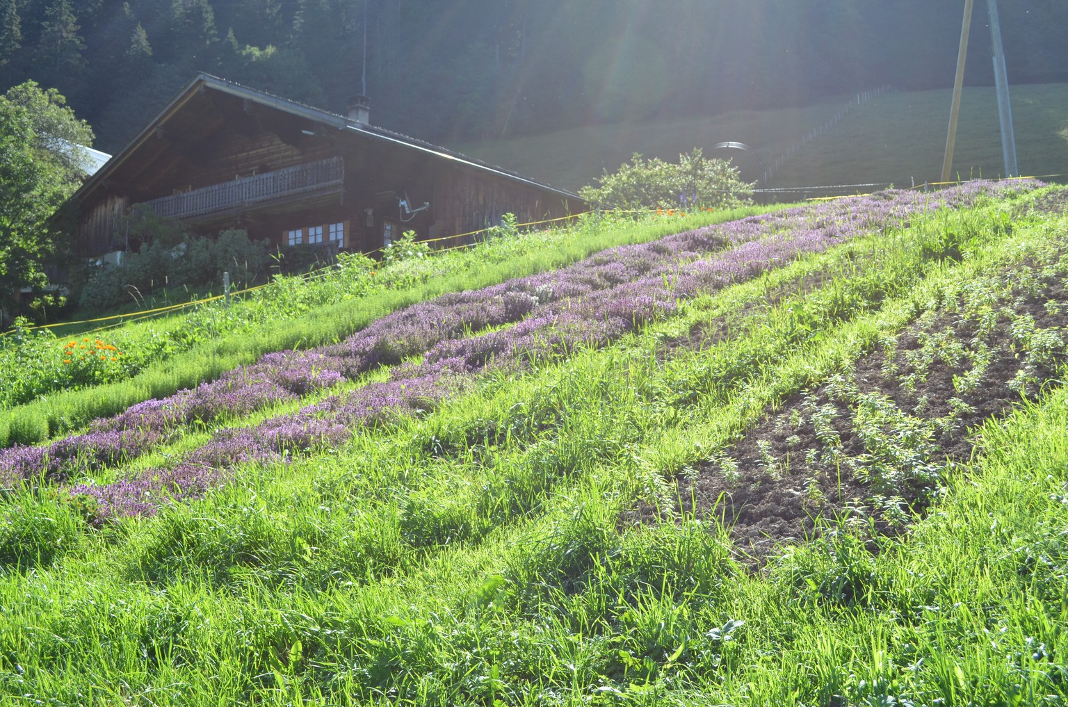Alpes en Fleurs