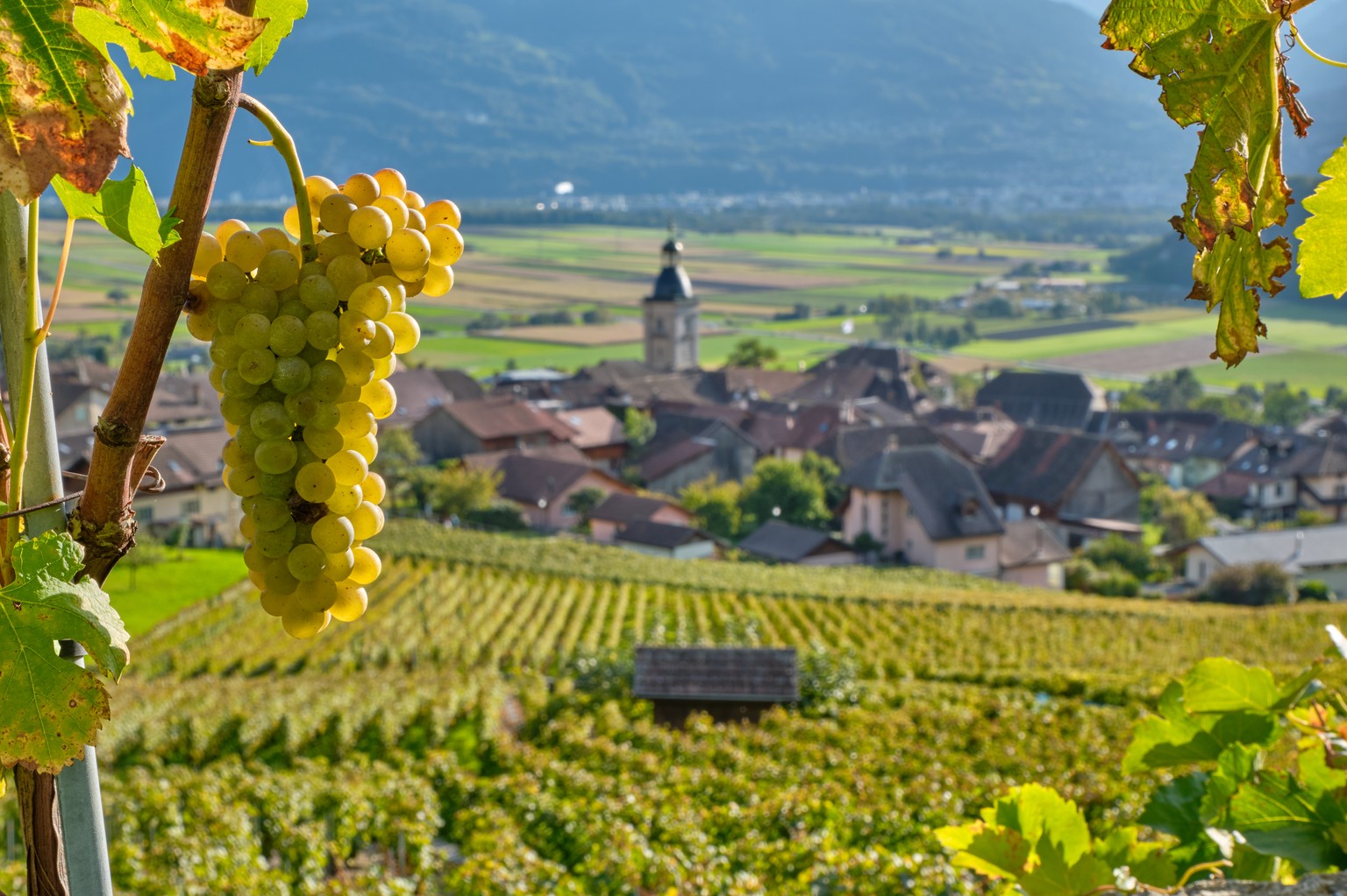 The Ollon wine-producing district