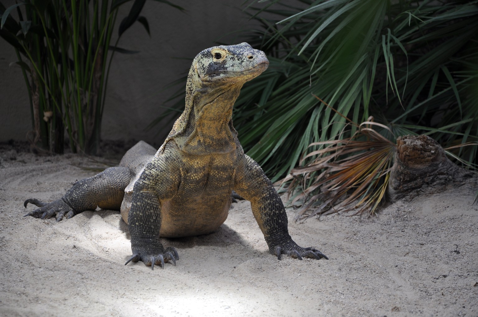20% | Tropicarium Servion