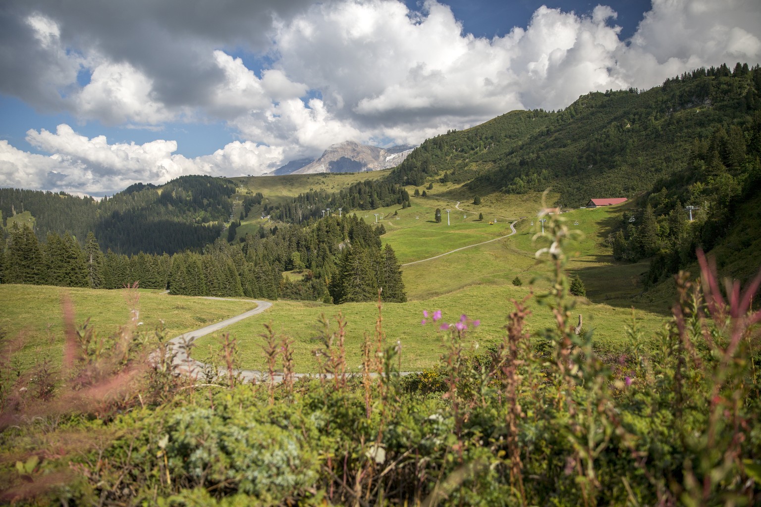 Botanical trail - Bretaye - Les Diablerets
