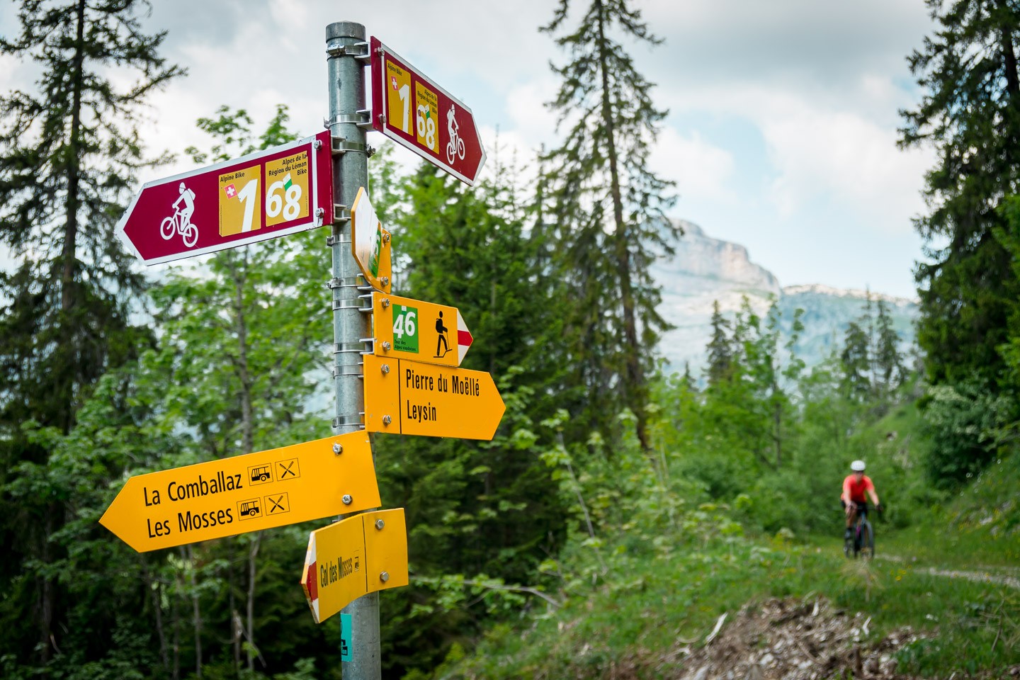 Gravel - Waldpassage mit Schild - Sommer