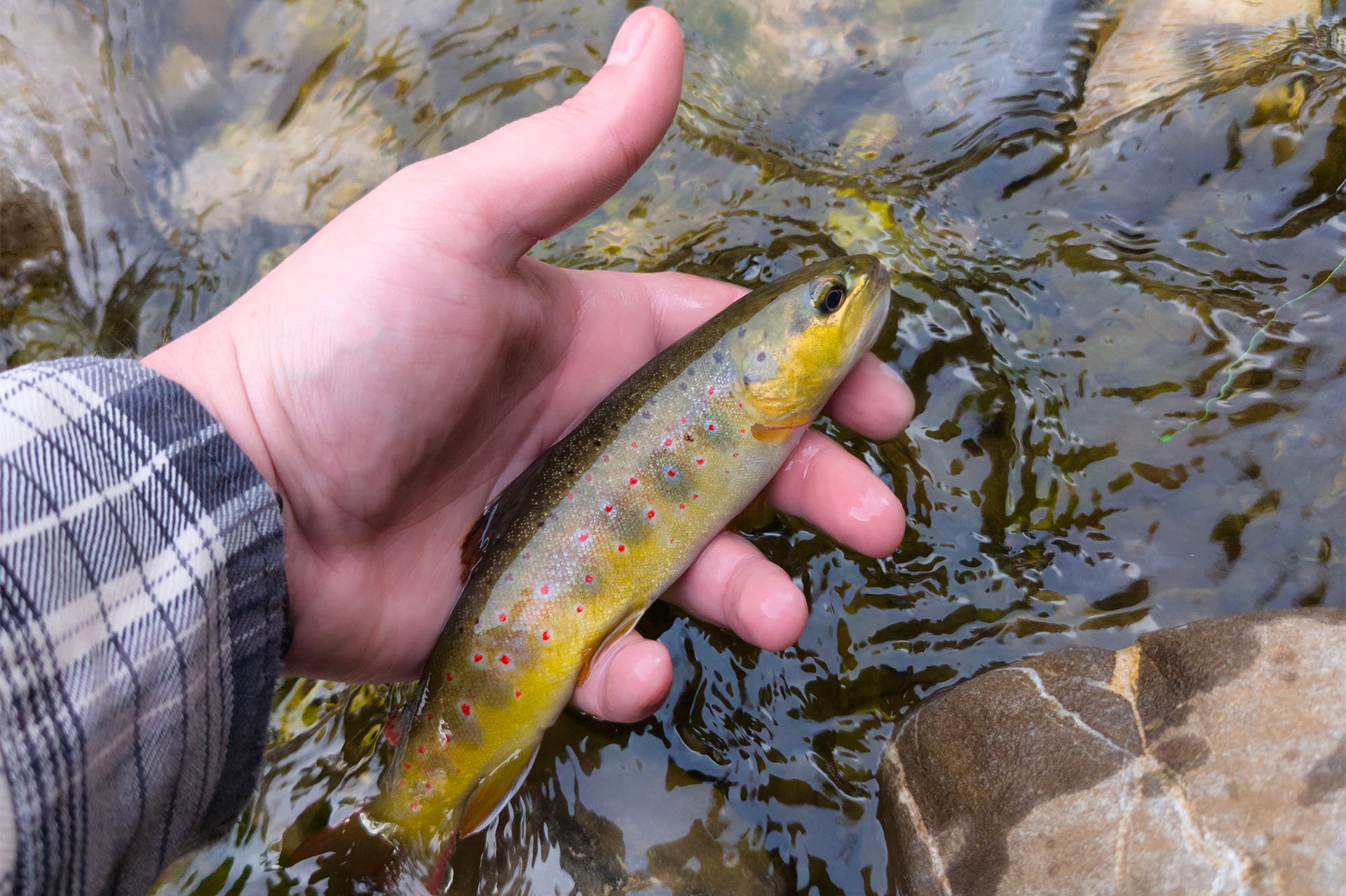 Une truite fario pêchée dans une rivière des Mosses