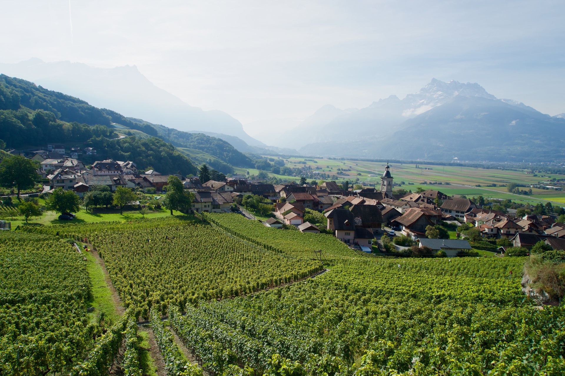 Der Weinberg von Ollon
