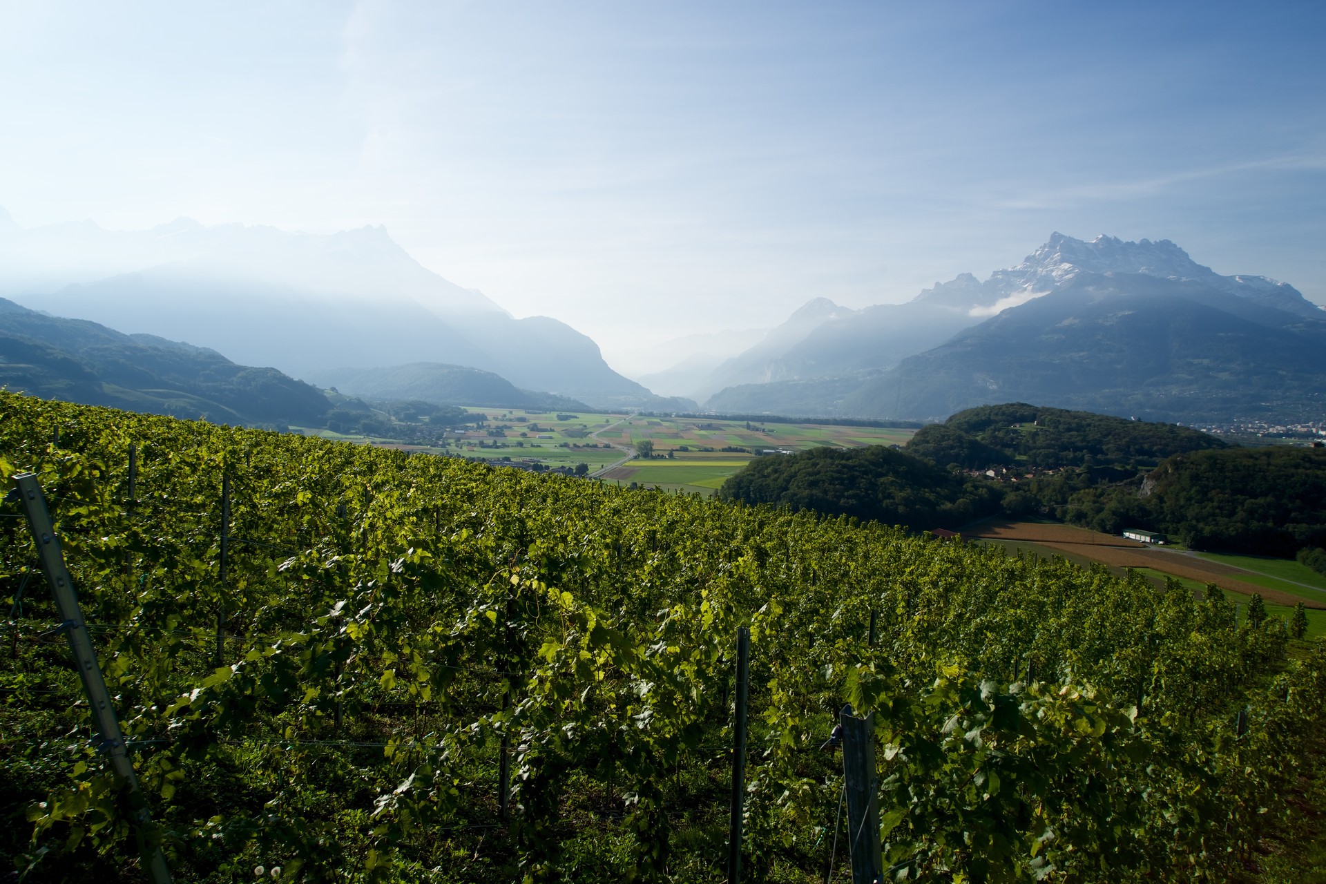Balade dans le vignoble - Ollon