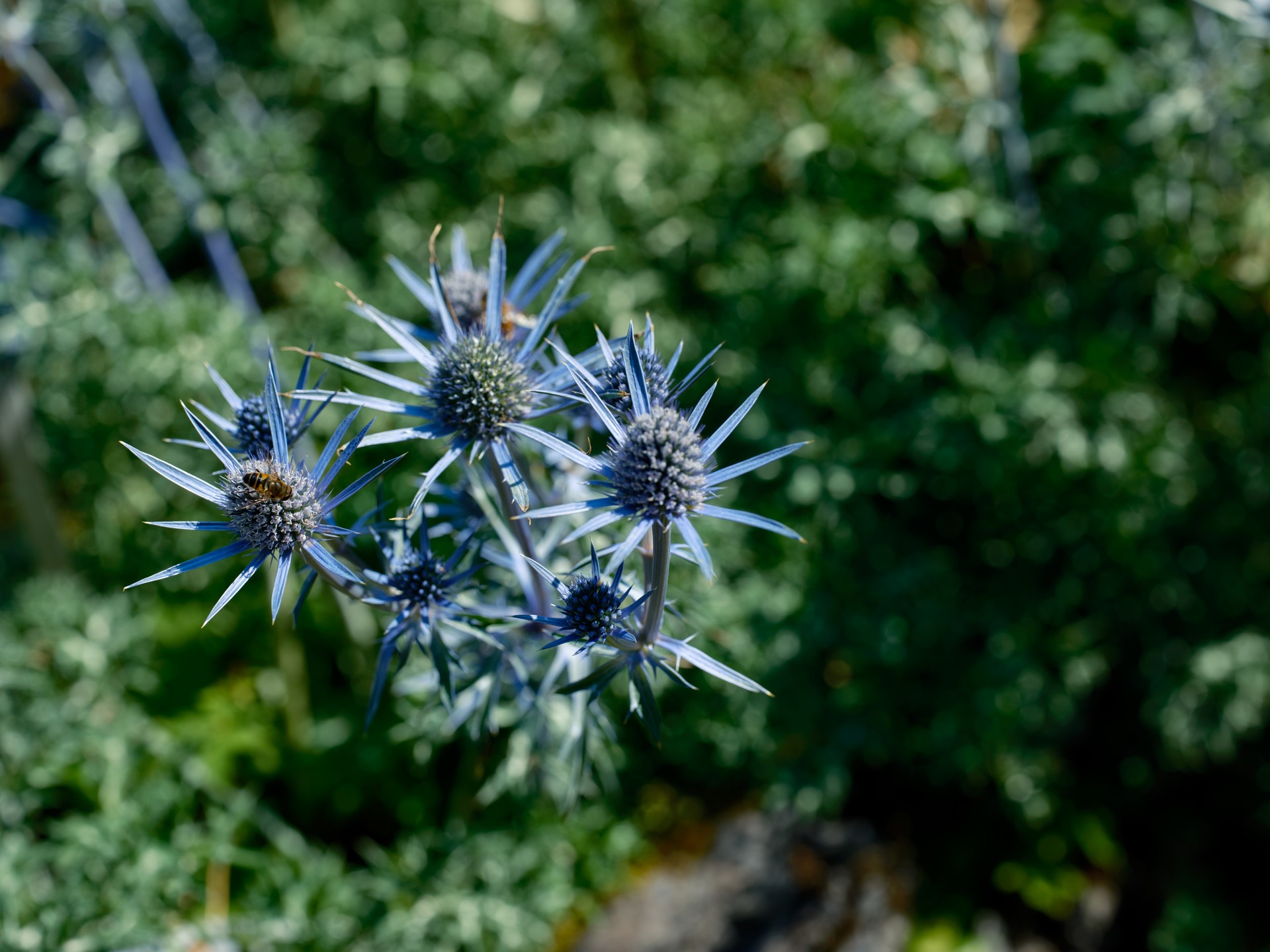 Blaue Distel unter einer hellen Sommersonne