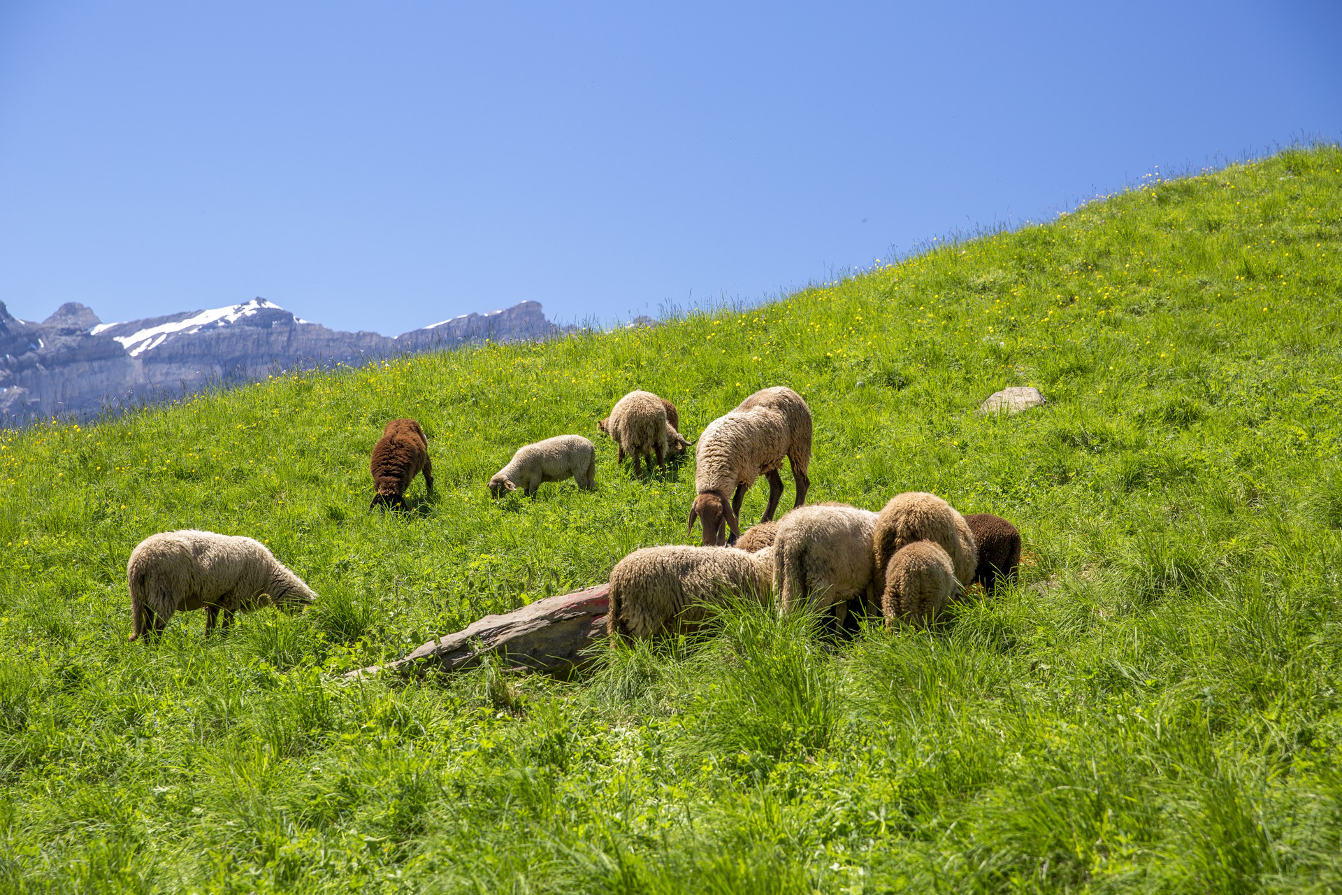 Troupeau mouton randonnée Tour du Miroir d'Argentine