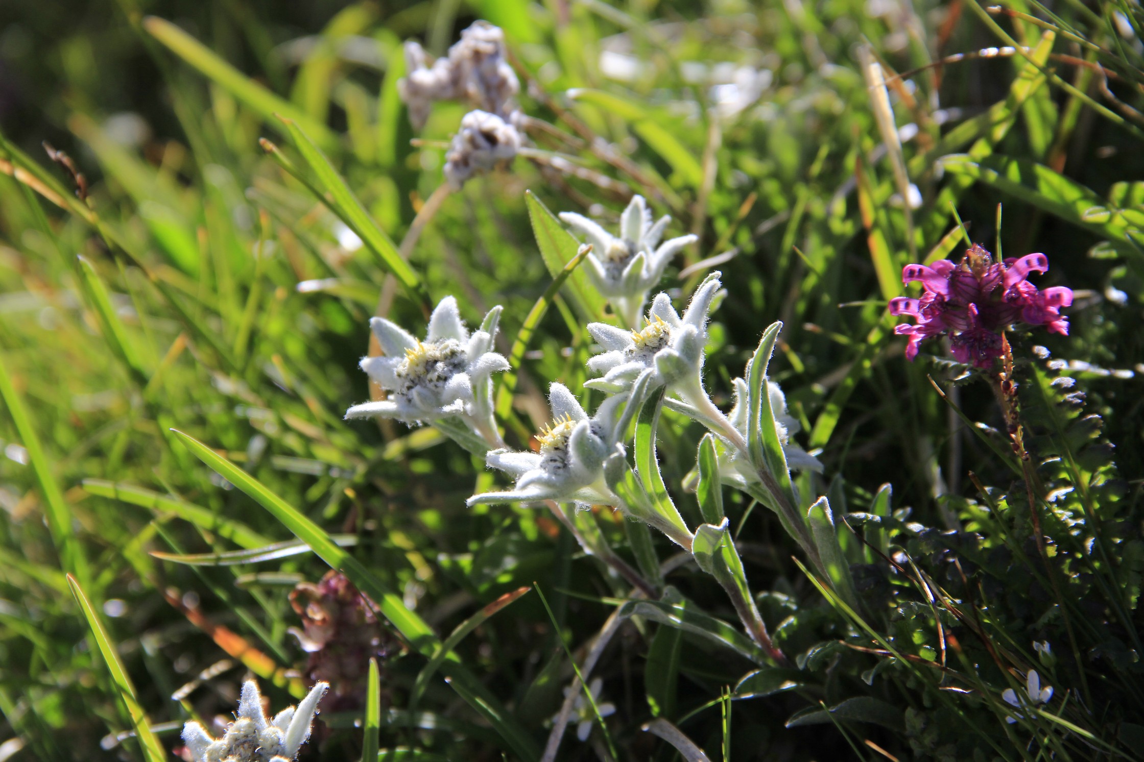 Cabane Diablerets - Edelweiss