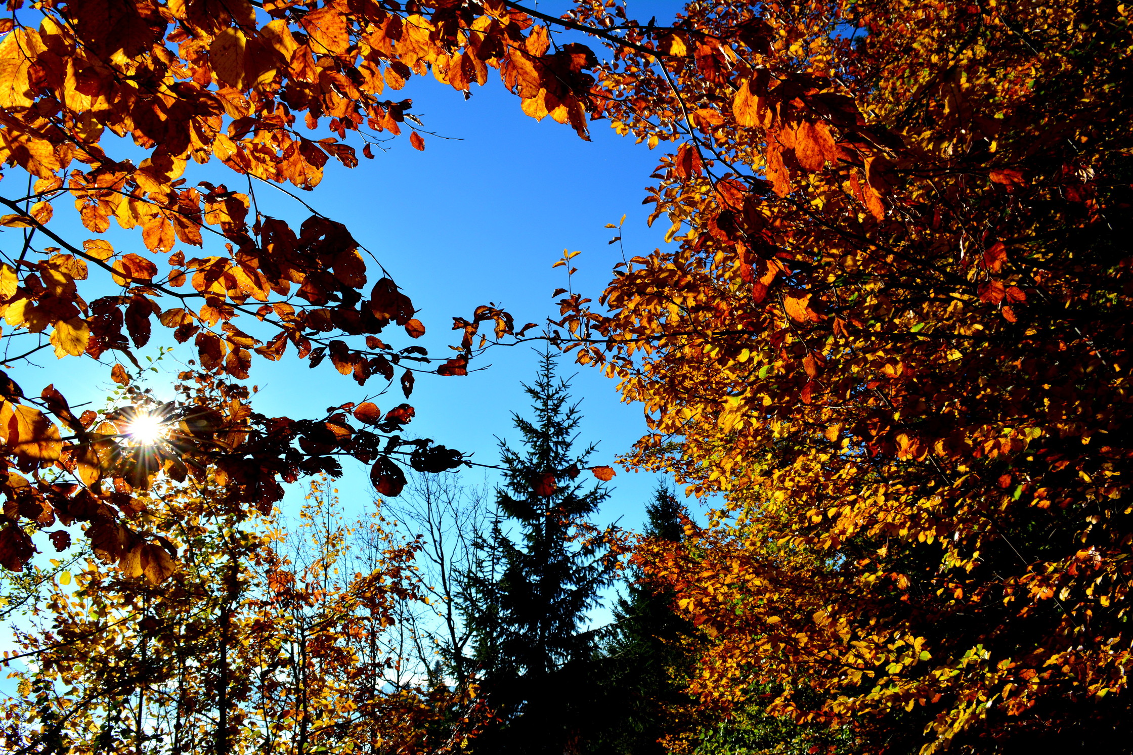 Arveyes forêt automne