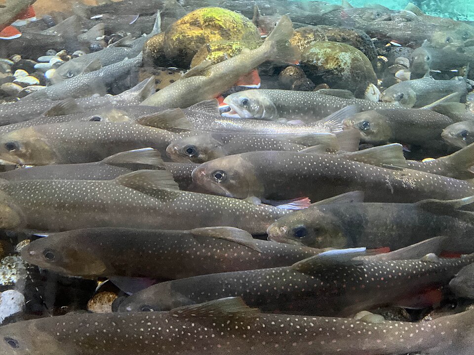 https://en.wikipedia.org/wiki/Arctic_char#/media/File:Arctic_chars_VA.jpg