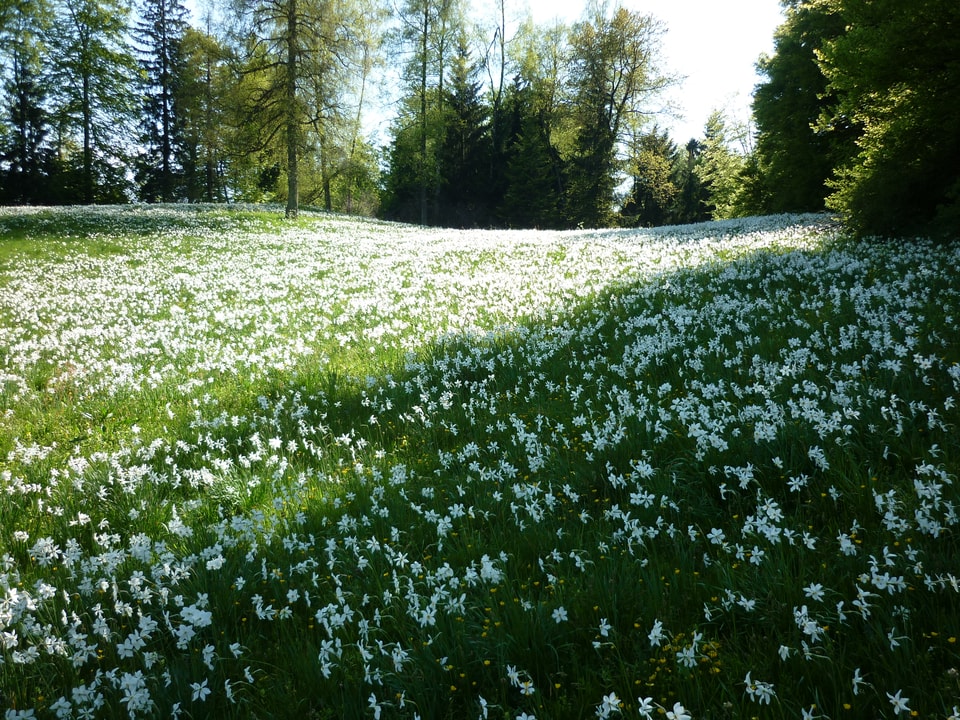 Mont Pèlerin