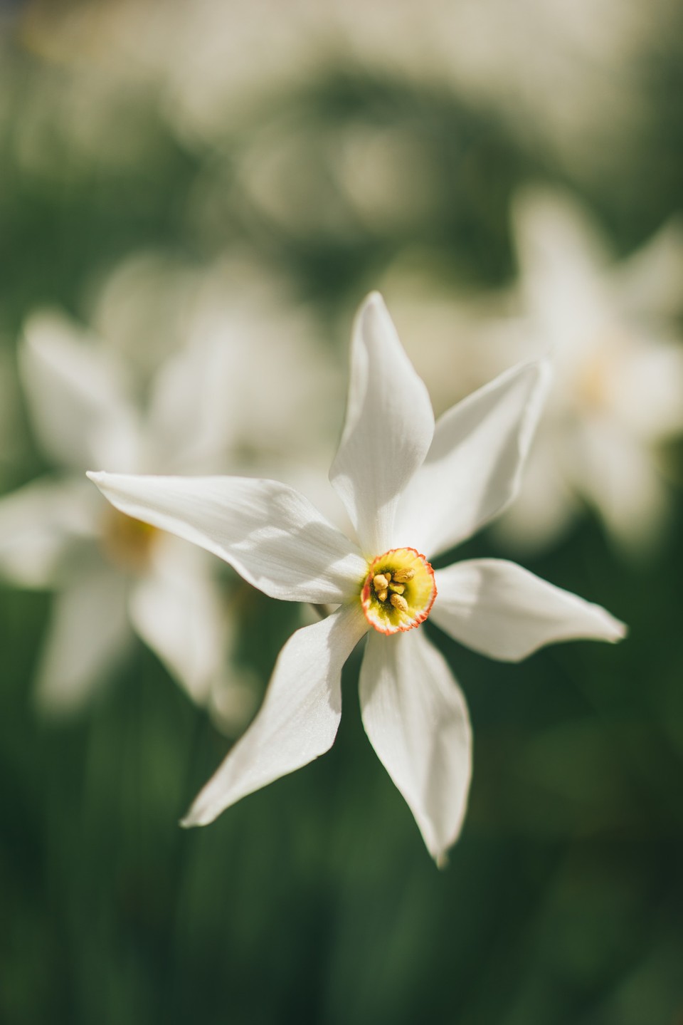 Die emblematische Blume von Montreux Riviera